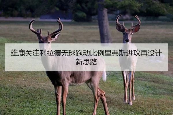 雄鹿关注利拉德无球跑动比例里弗斯进攻再设计新思路
